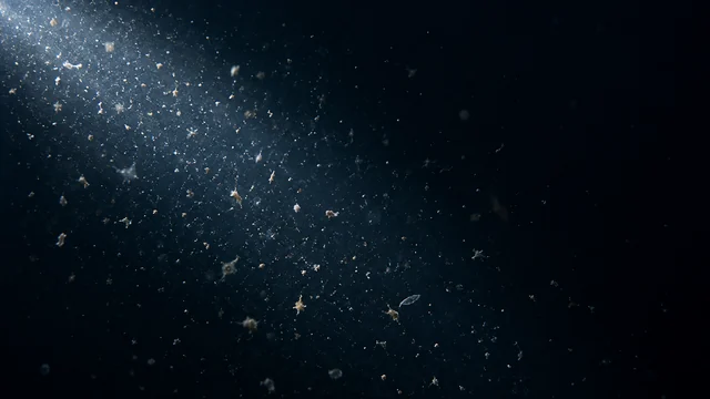 暗い中層で探査機の光に浮かぶ、沈降する有機物の粒子を想定した再構成