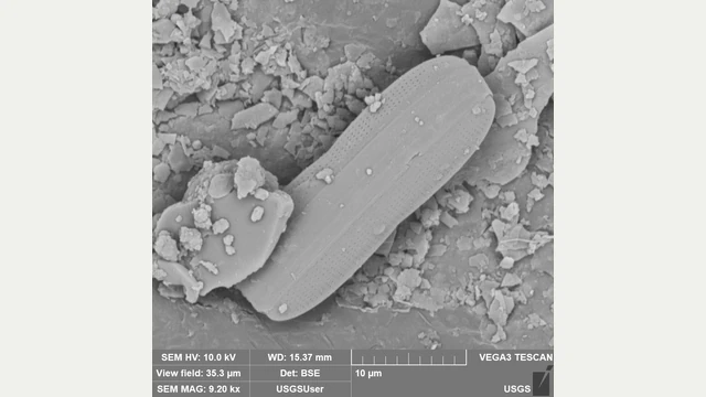 10µmの尺度とともに写る、細長い珪藻と周囲の粒子の走査電子顕微鏡像