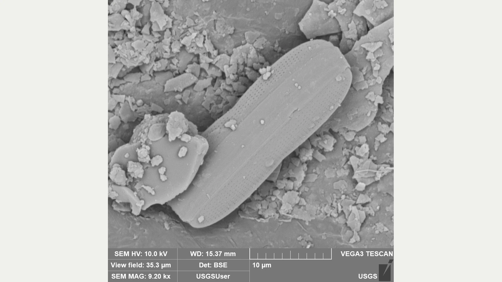10µmの尺度とともに写る、細長い珪藻と周囲の粒子の走査電子顕微鏡像