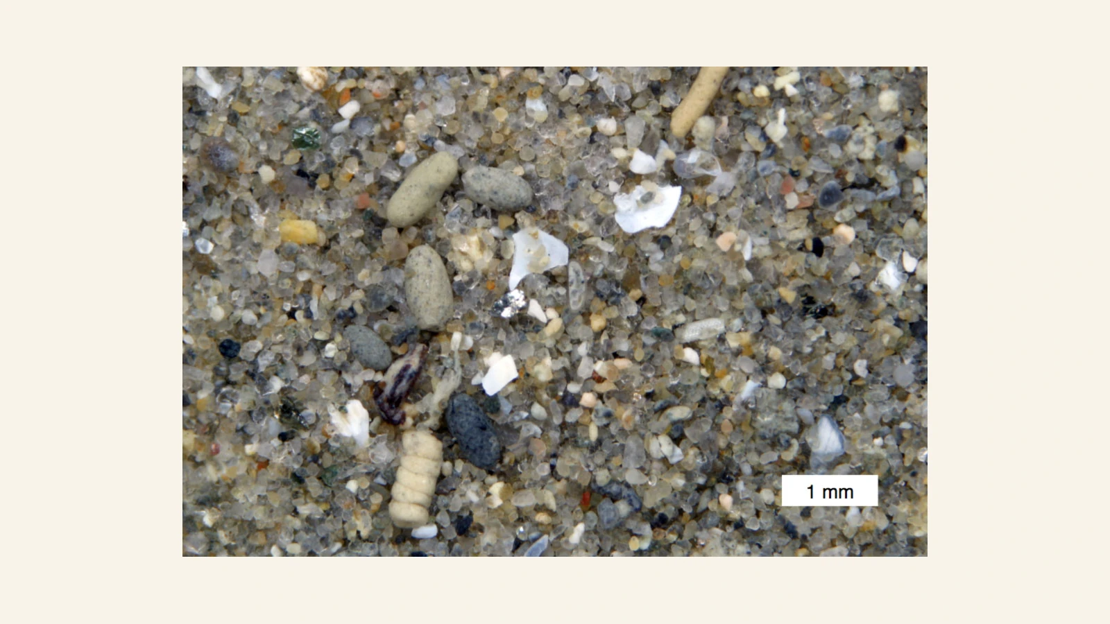 アドリア海の海底で撮影した、砂や細かな堆積物が混ざる接写