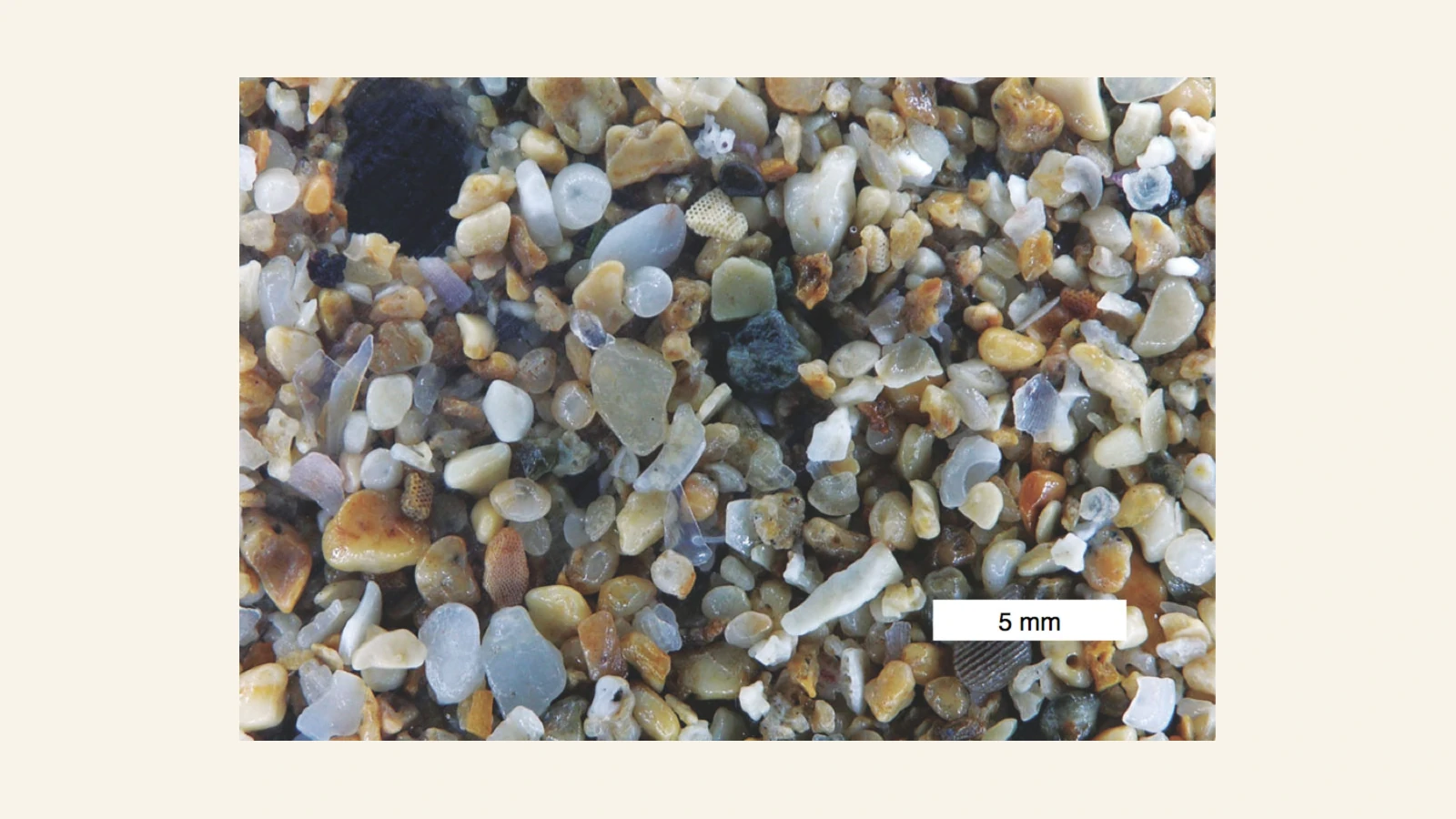 5mmの尺度とともに写る、孔のある粒や細長い破片を含むカウアイ島の砂